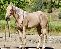 performance-quarter-horse