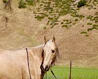 ranch-quarter-horse