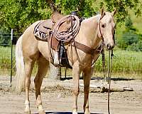 ranch-versatility-quarter-horse