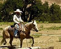 ranch-work-quarter-horse