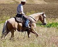 ridden-western-quarter-horse
