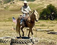 roping-quarter-horse