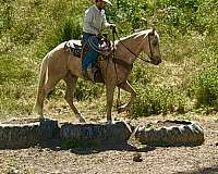 trail-quarter-horse