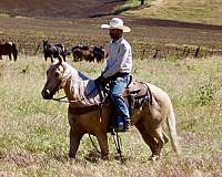 trail-riding-quarter-horse
