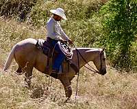 palomino-quarter-horse-gelding