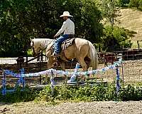 western-riding-quarter-horse