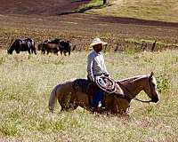 working-quarter-horse