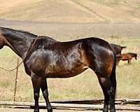 athletic-quarter-horse