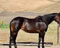 endurance-quarter-horse