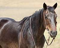 flashy-quarter-horse