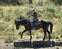 husband-safe-quarter-horse