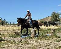 performance-quarter-horse
