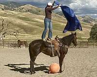 ranch-quarter-horse