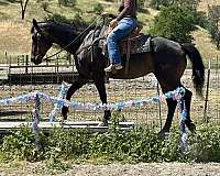 ranch-versatility-quarter-horse