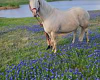 cremello-ridden-western-pony