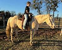 cremello-trail-pony