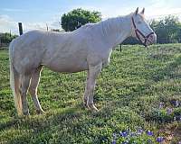 cremello-trail-riding-pony