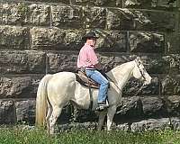 cremello-western-riding-pony