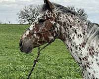 bay-leopard-appaloosa-horse