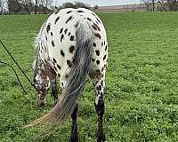 all-around-appaloosa-horse