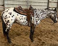 athletic-appaloosa-horse