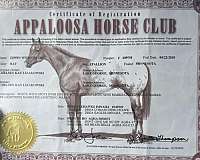 husband-safe-appaloosa-horse