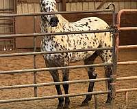 endurance-appaloosa-horse