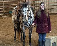 flashy-appaloosa-horse