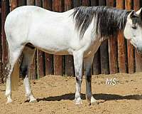athletic-andalusian-horse