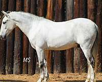 flashy-andalusian-horse