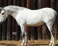 ranch-andalusian-horse