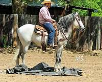 ranch-versatility-andalusian-horse