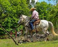 ridden-western-andalusian-horse