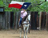 roping-andalusian-horse
