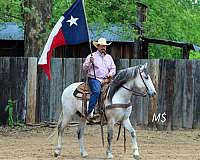 trail-andalusian-horse