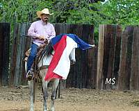trail-riding-andalusian-horse