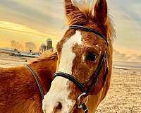 show-j-poa-pony