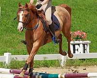 red-dun-endurance-pony