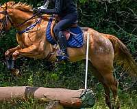 red-dun-equitation-pony