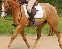 red-dun-hunt-seat-equitation-pony