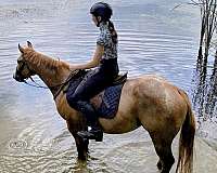 red-dun-poa-gelding