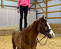 red-dun-hunter-under-saddle-pony