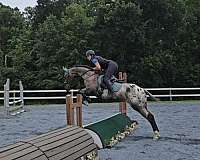 working-equitation-appaloosa-pony