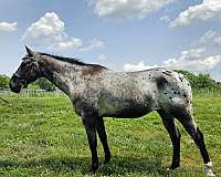 all-around-appaloosa-pony