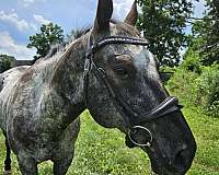 athletic-appaloosa-pony