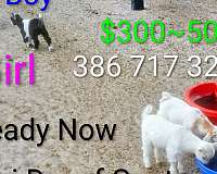 donkey