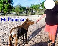 donkey-for-sale