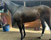 yes-horse