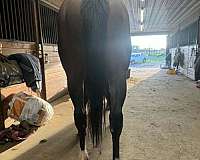 bay-yes-horse