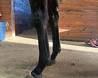 chips-thoroughbred-horse